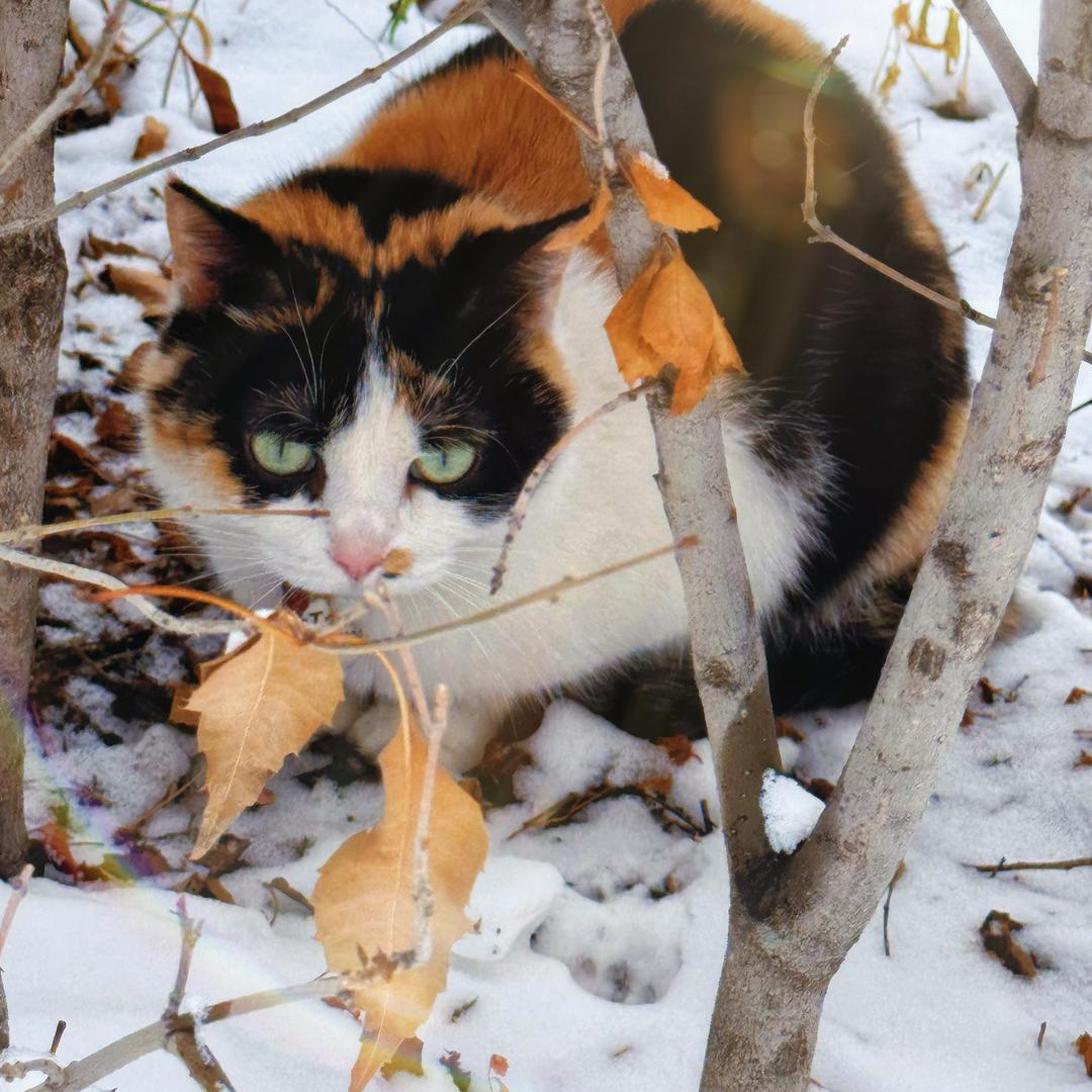 猫猫粒儿