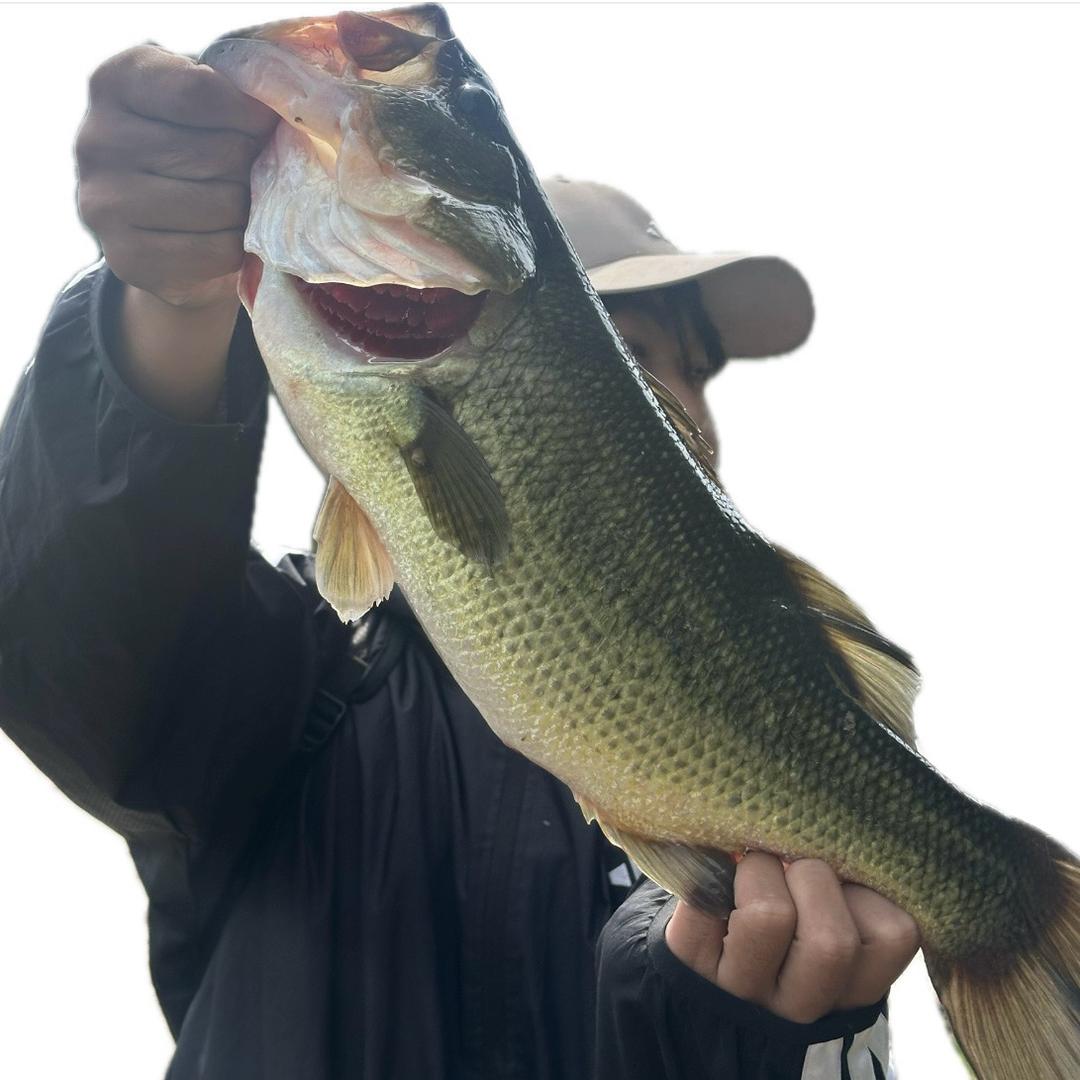 午夜伤心的玫瑰🌹