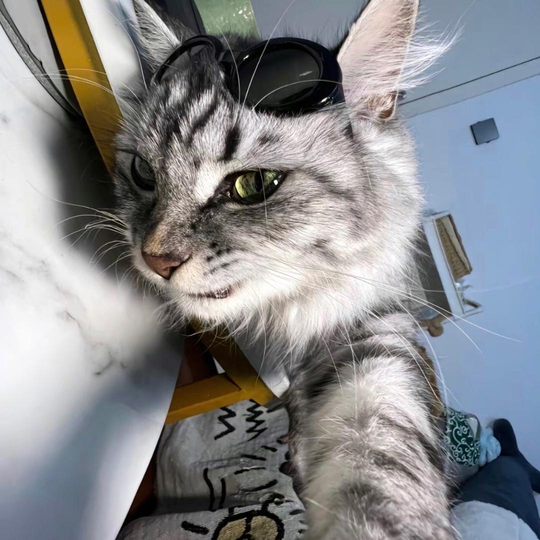 小猫刀
