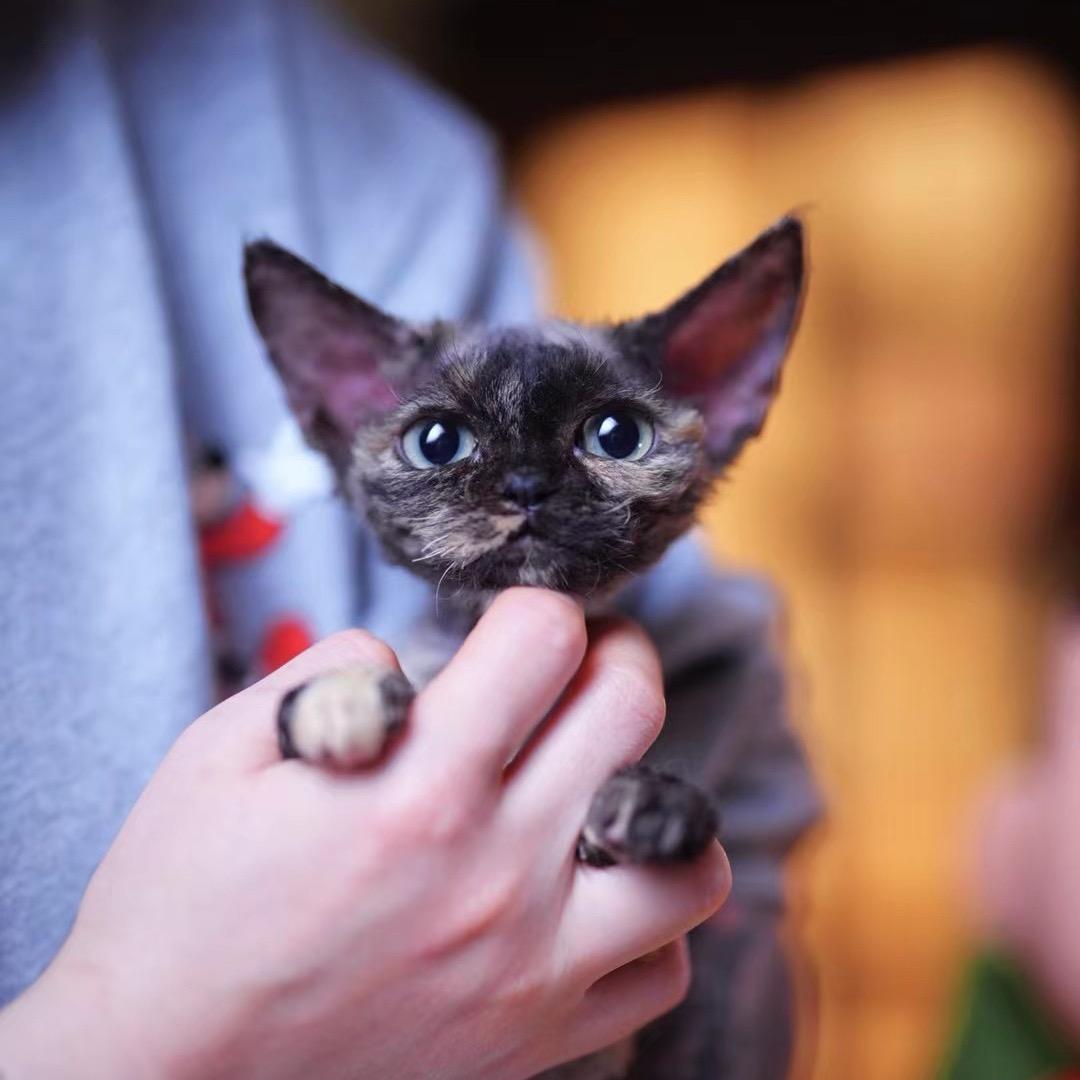 Xxin德文猫舍（直播号）