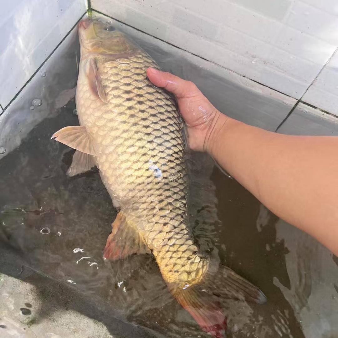 野钓小杂鱼克星