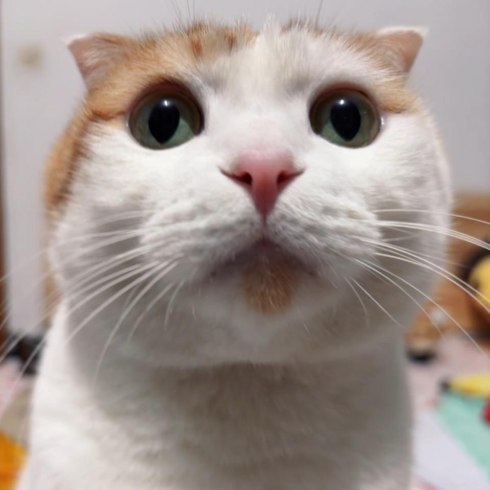 猫小臭