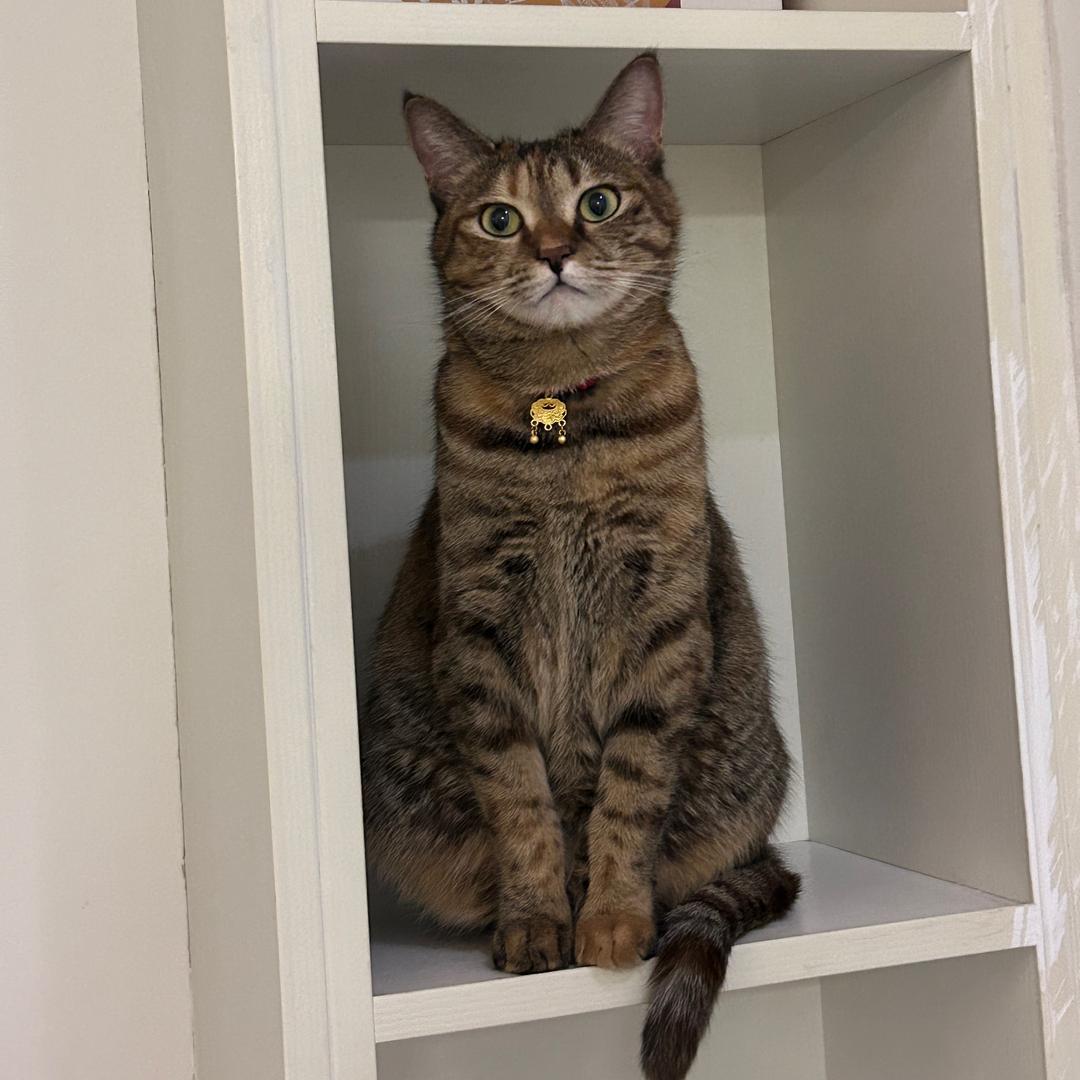 发财来了🐱