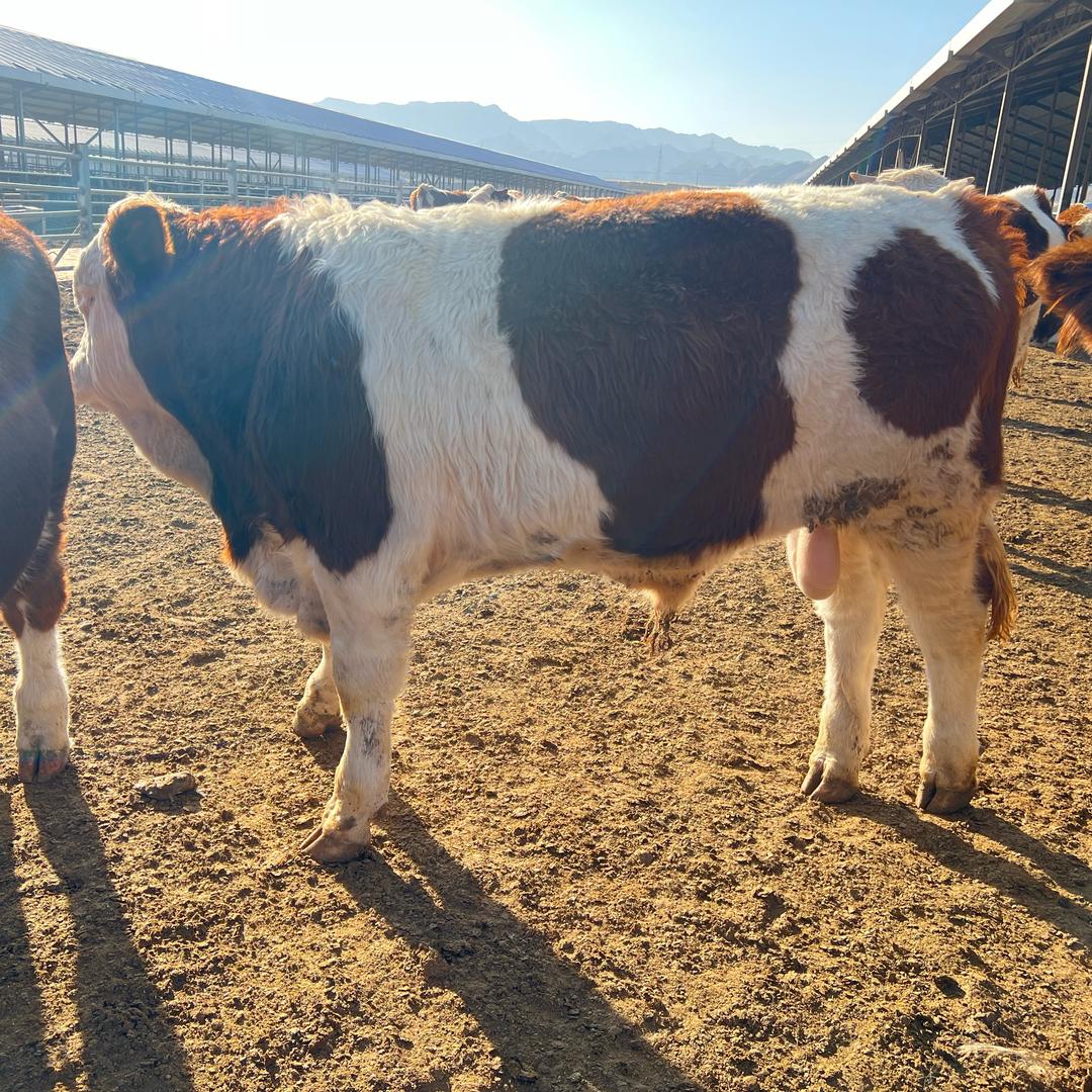 宁夏金泰牧歌牧业（牛牛）