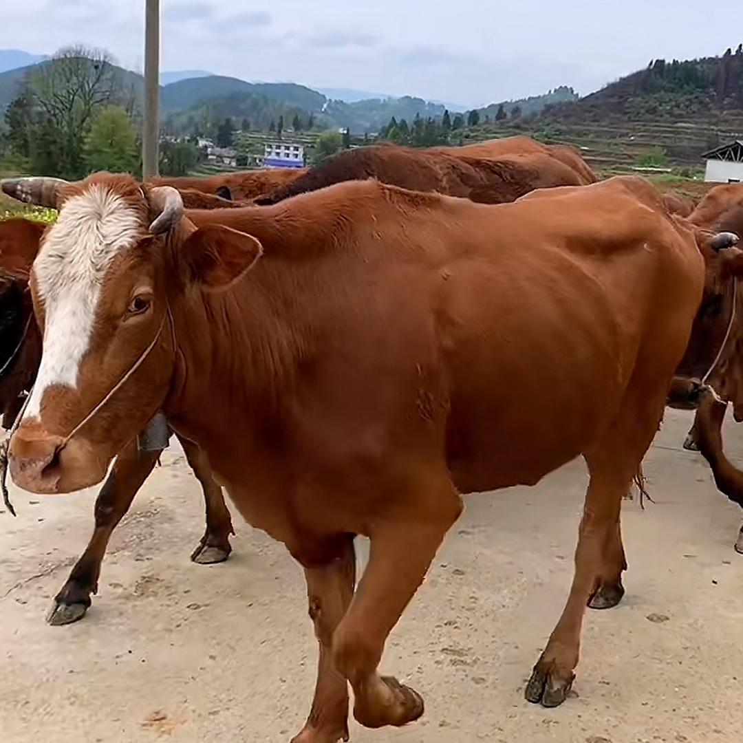 福建牛王
