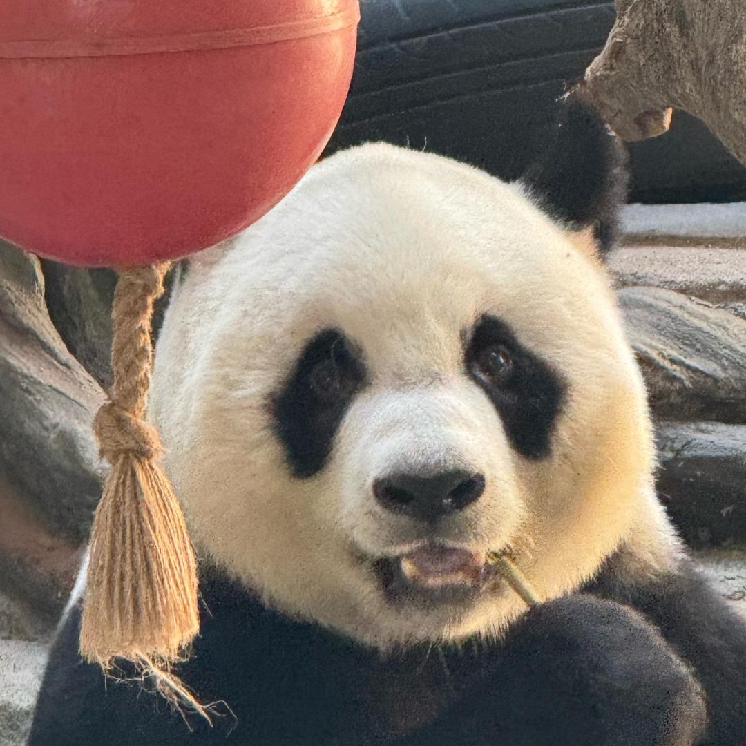 可可粽