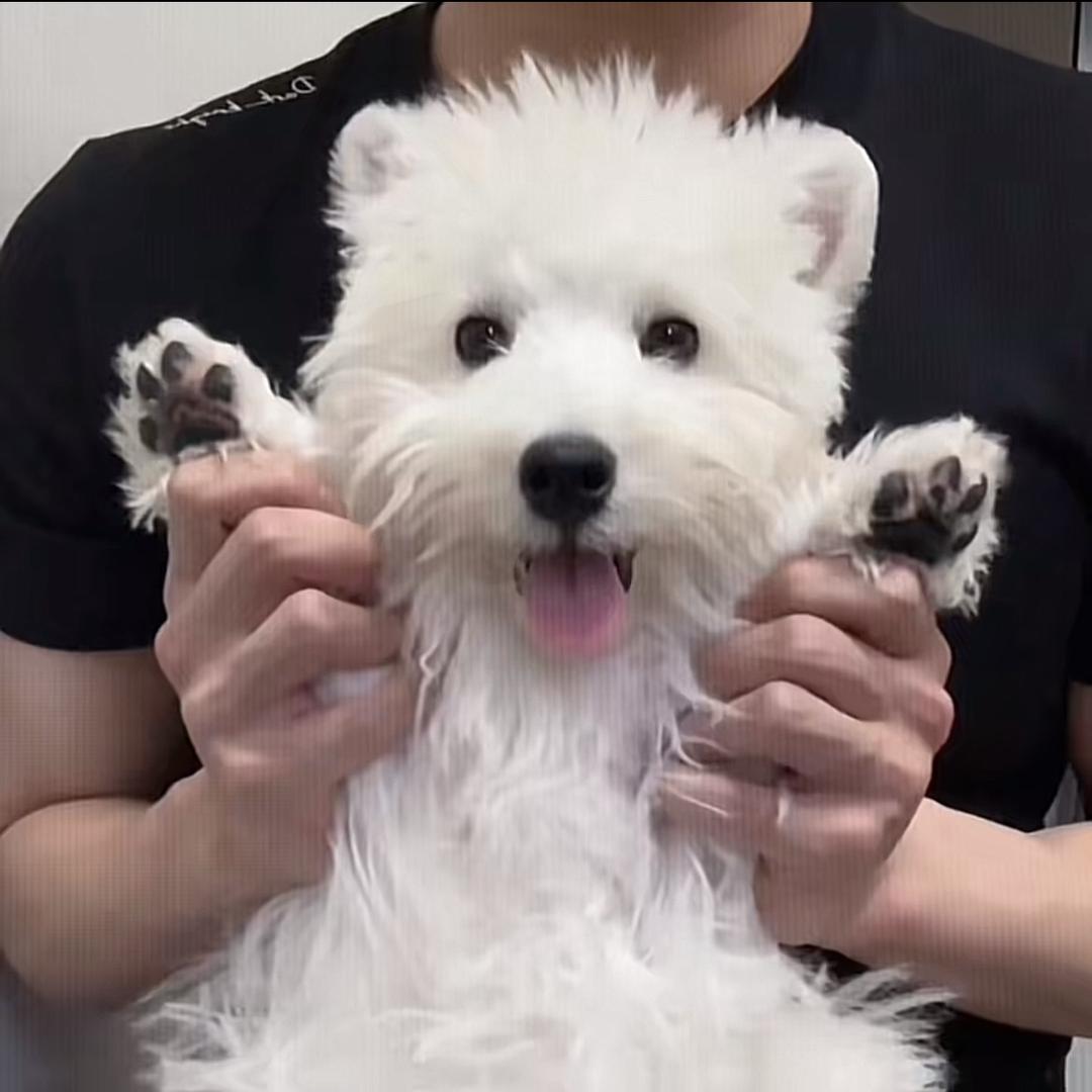懒洋羊