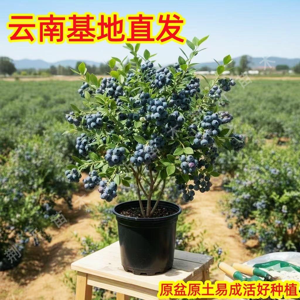 帝醇果芃野原颂果树苗木专卖店