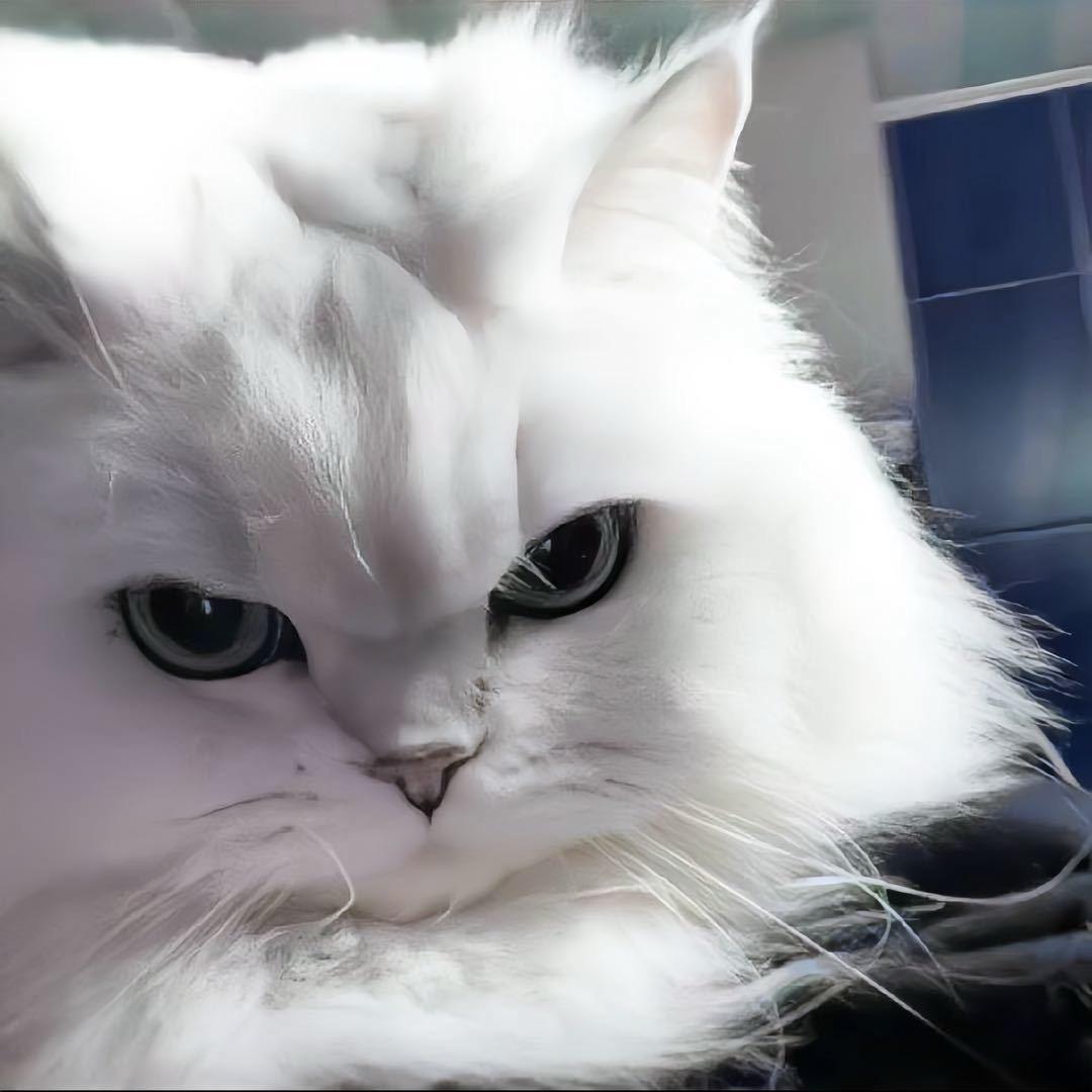 猫头白