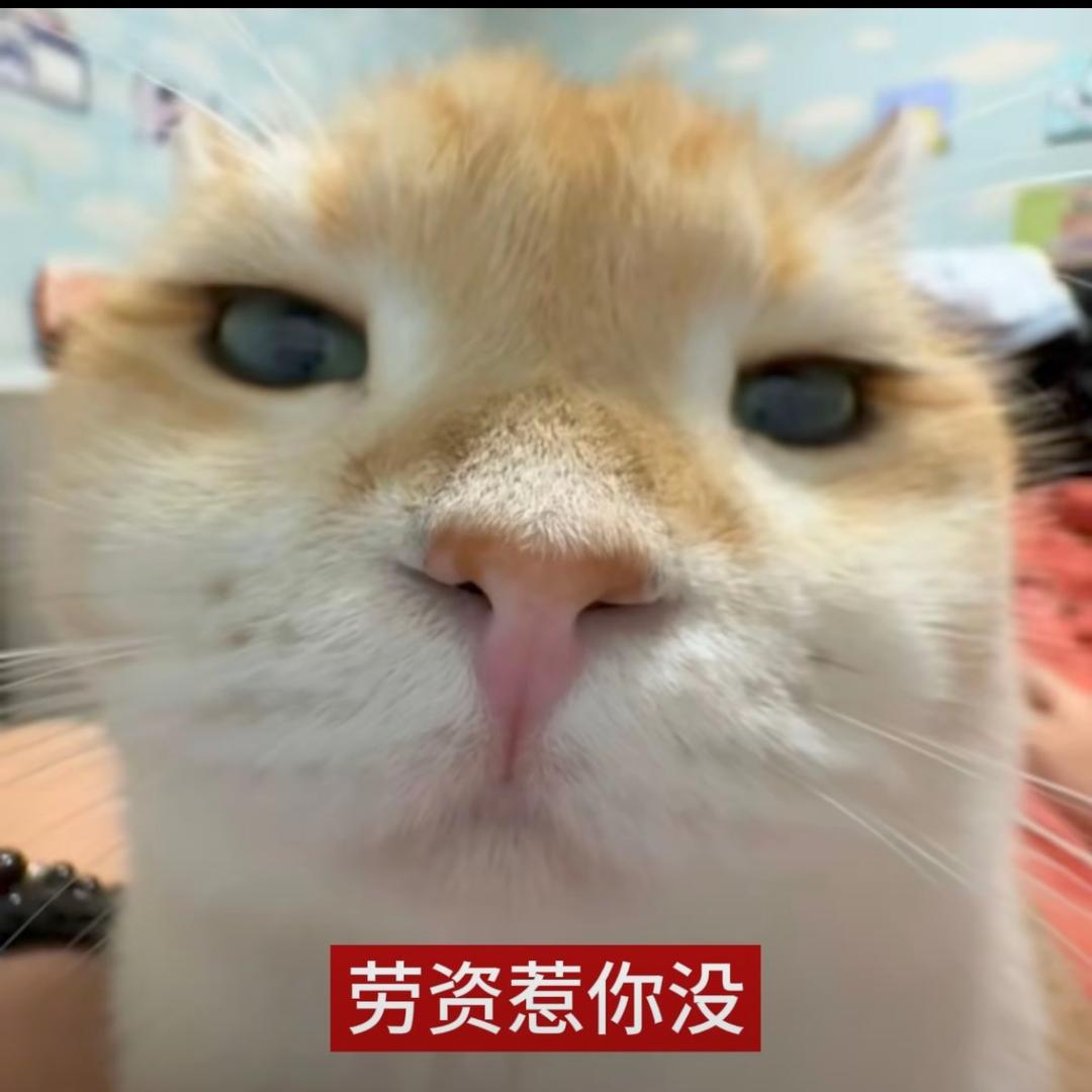 木耳椰