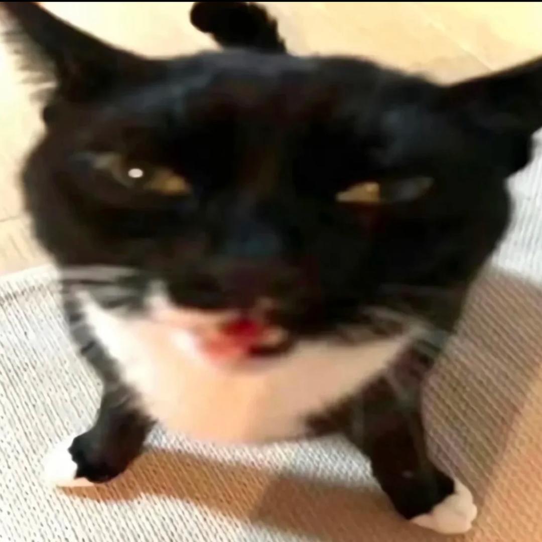 玉米猫