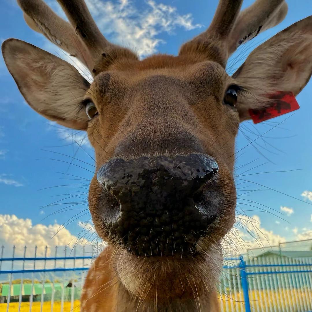 西北龙梅花鹿养殖场