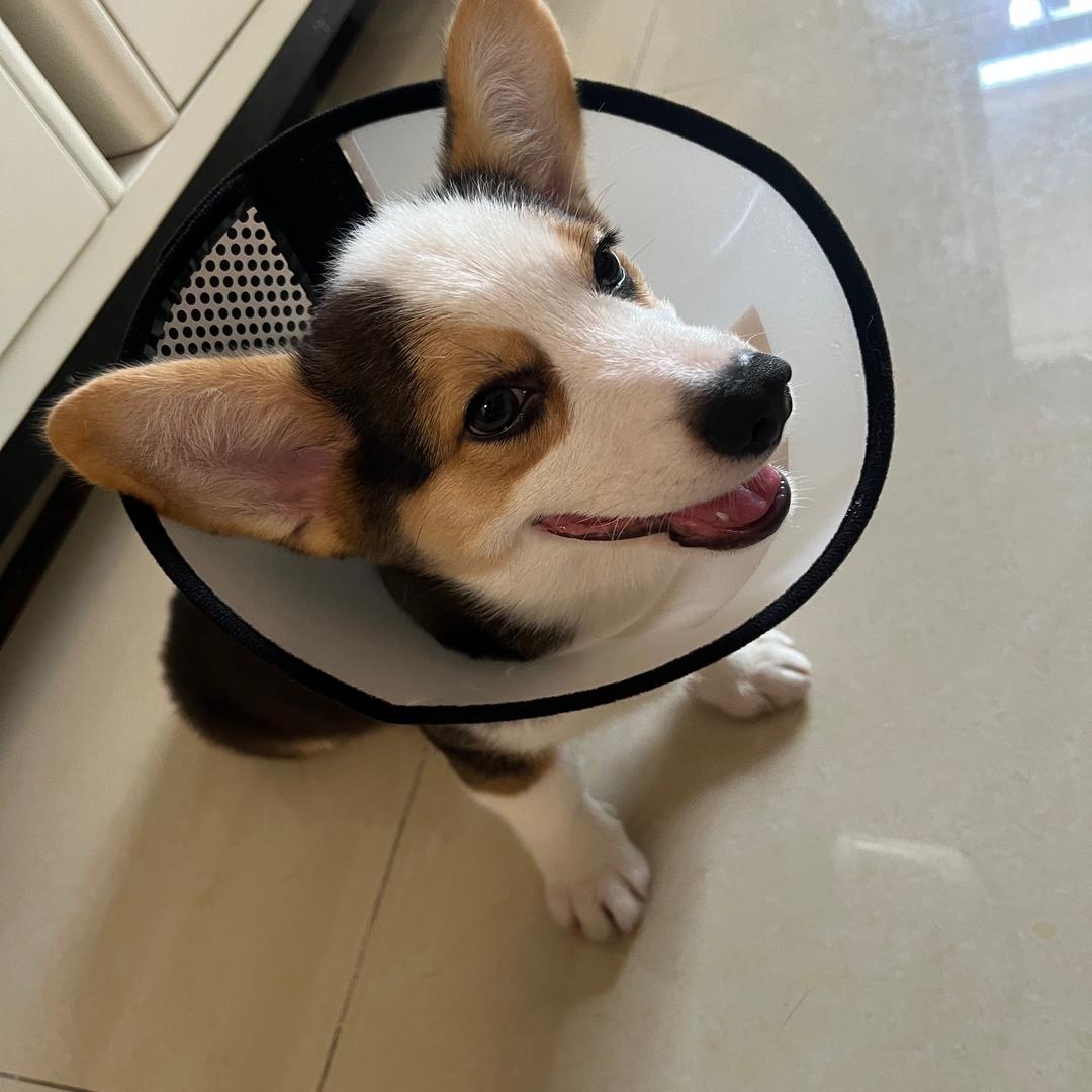 辣条是只柯基呀