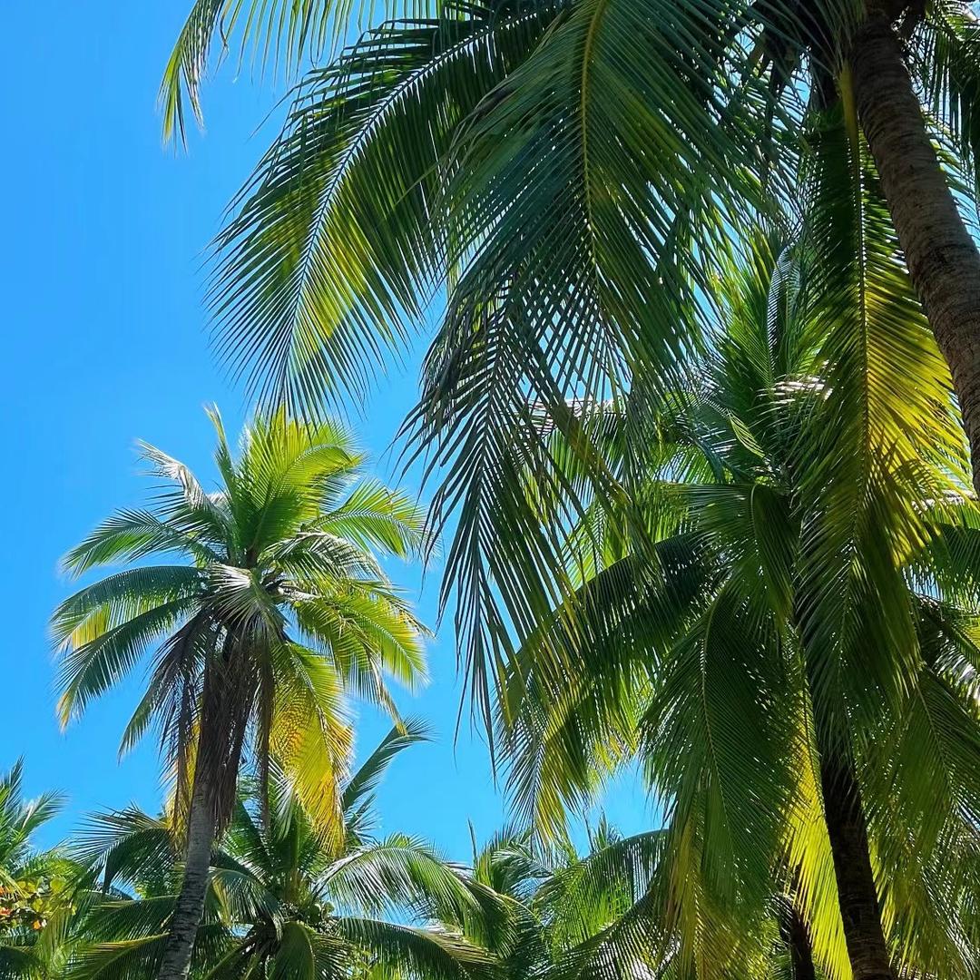 椰椰车🥥