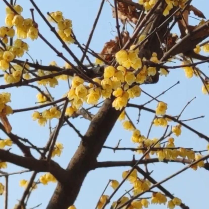 腊梅花开飘香里