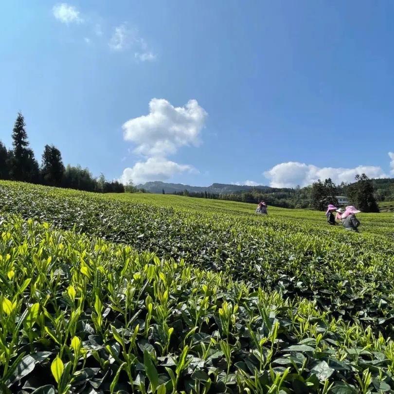 程盼茶叶店
