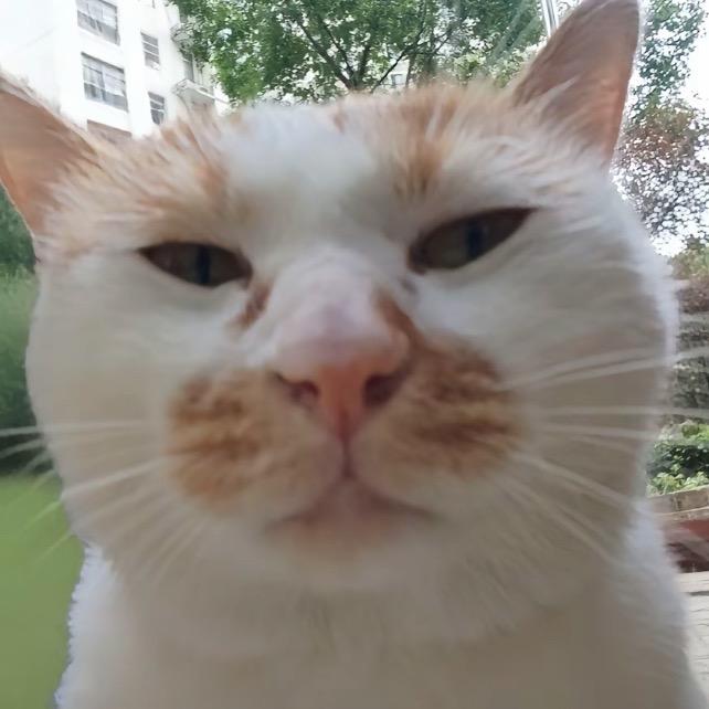 猫猫🐱