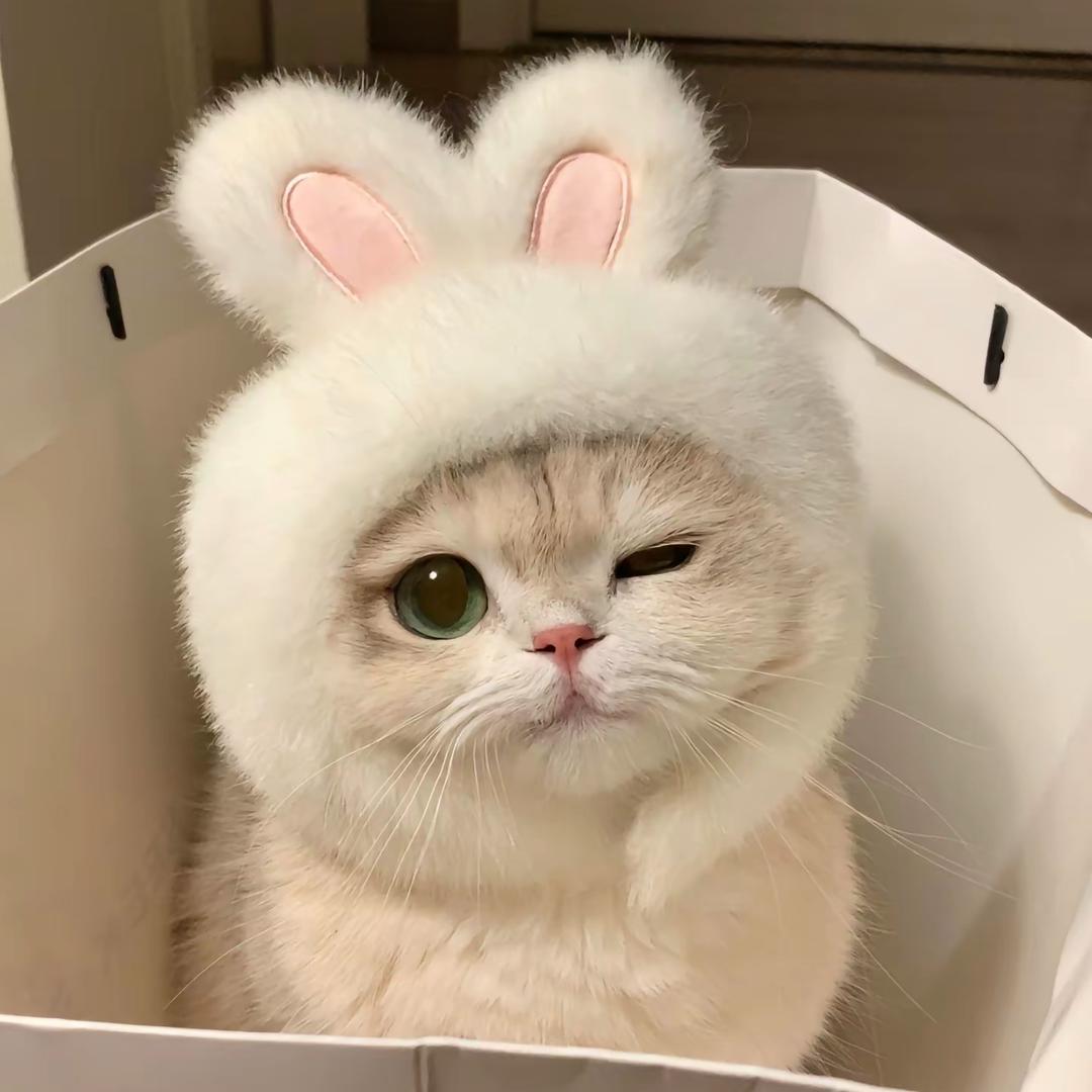 教雅思的喵星人