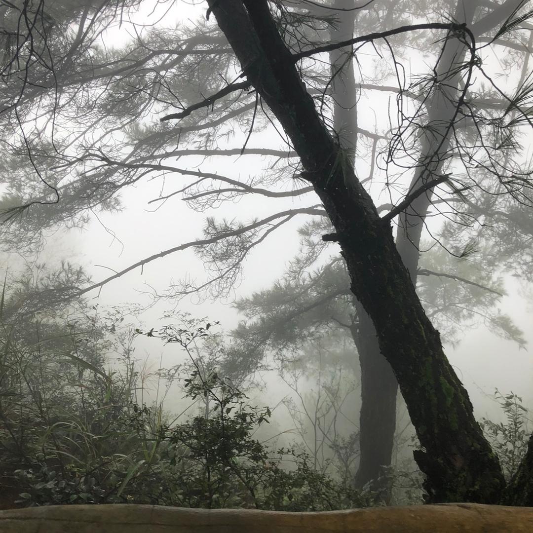 荔枝。