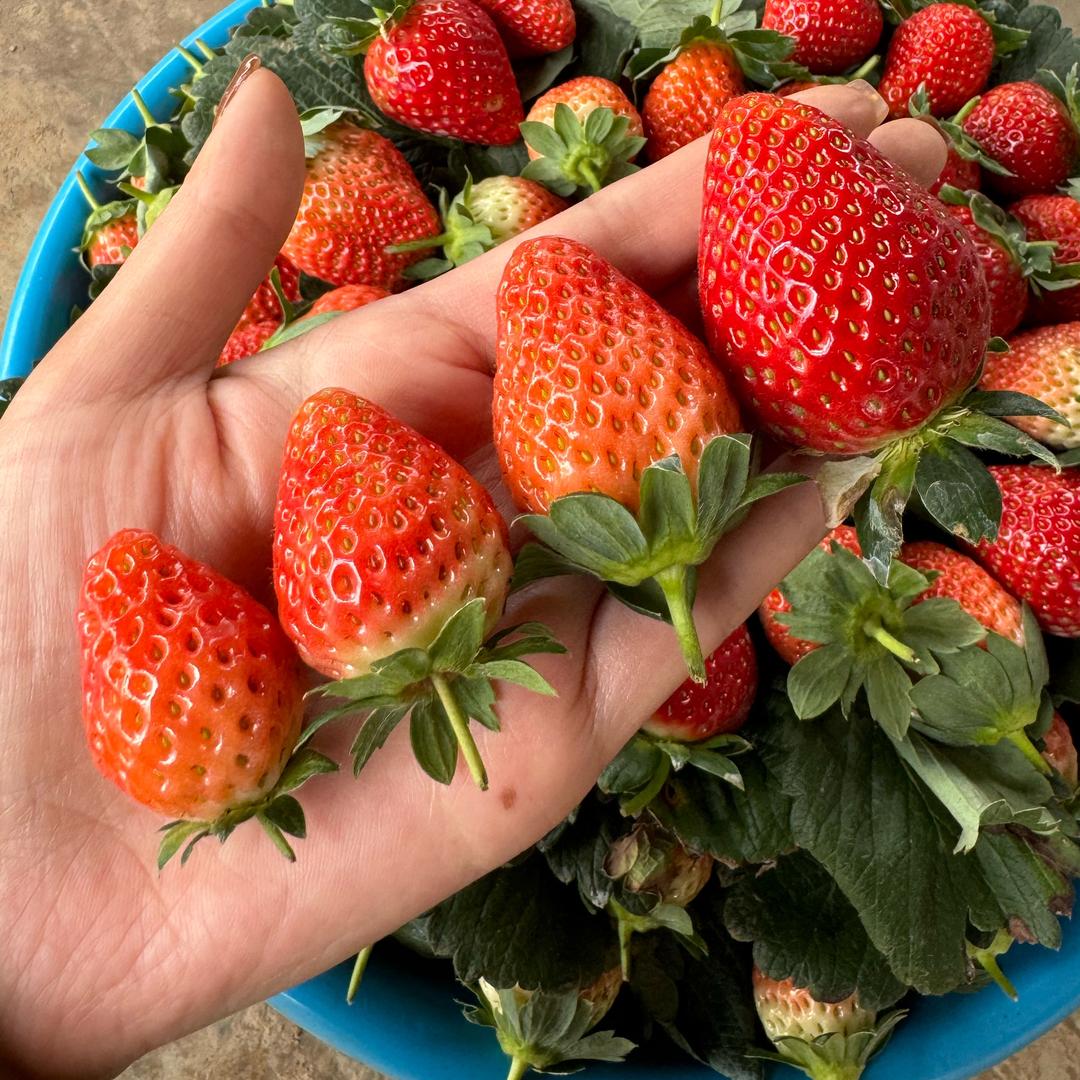 一颗小草莓🍓