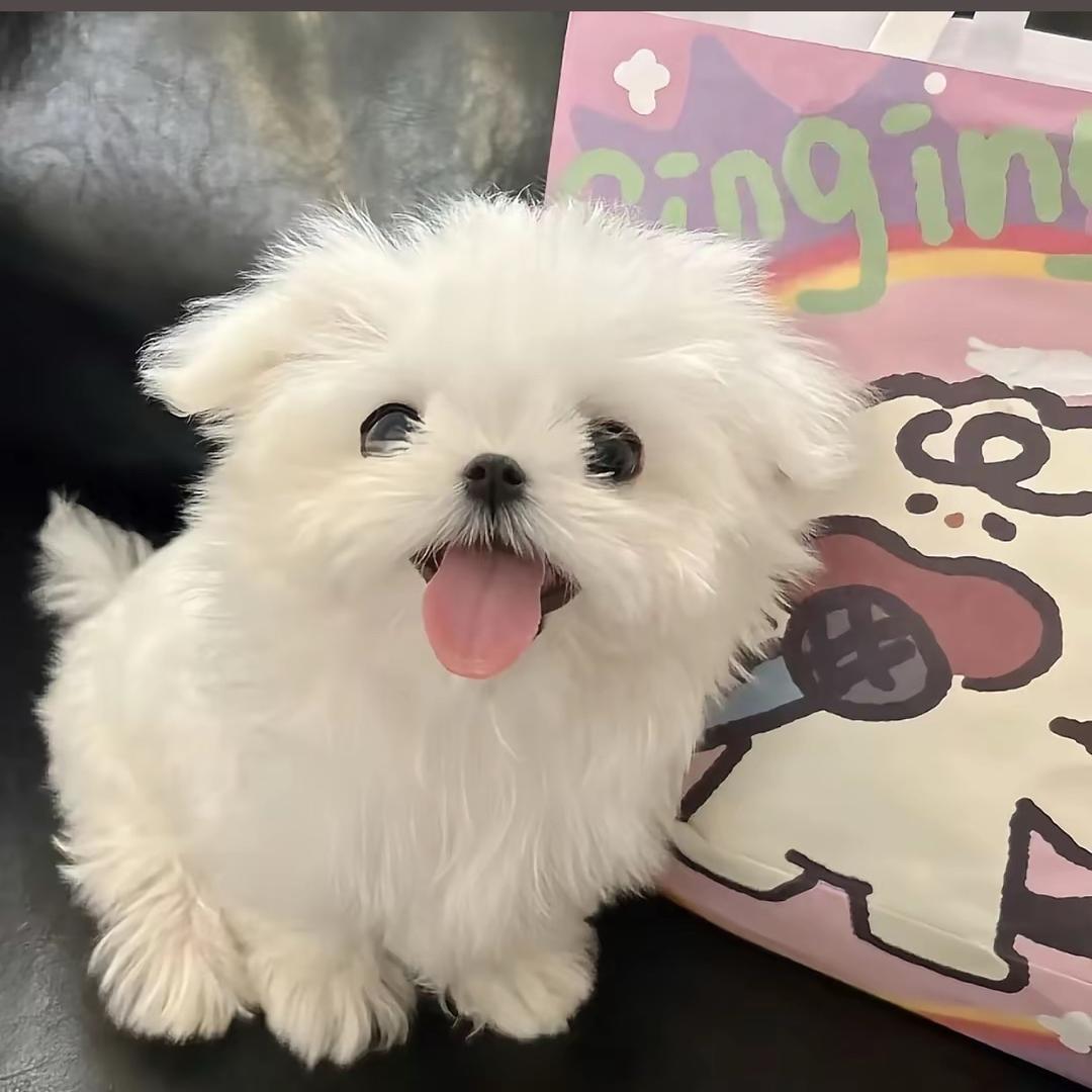 veegee