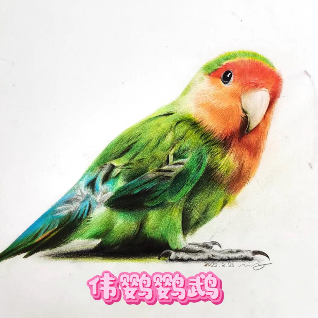 伟鹦养殖鹦鹉严选店