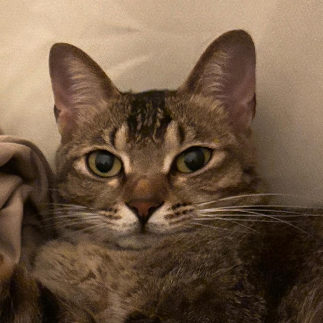 猫赖圆子