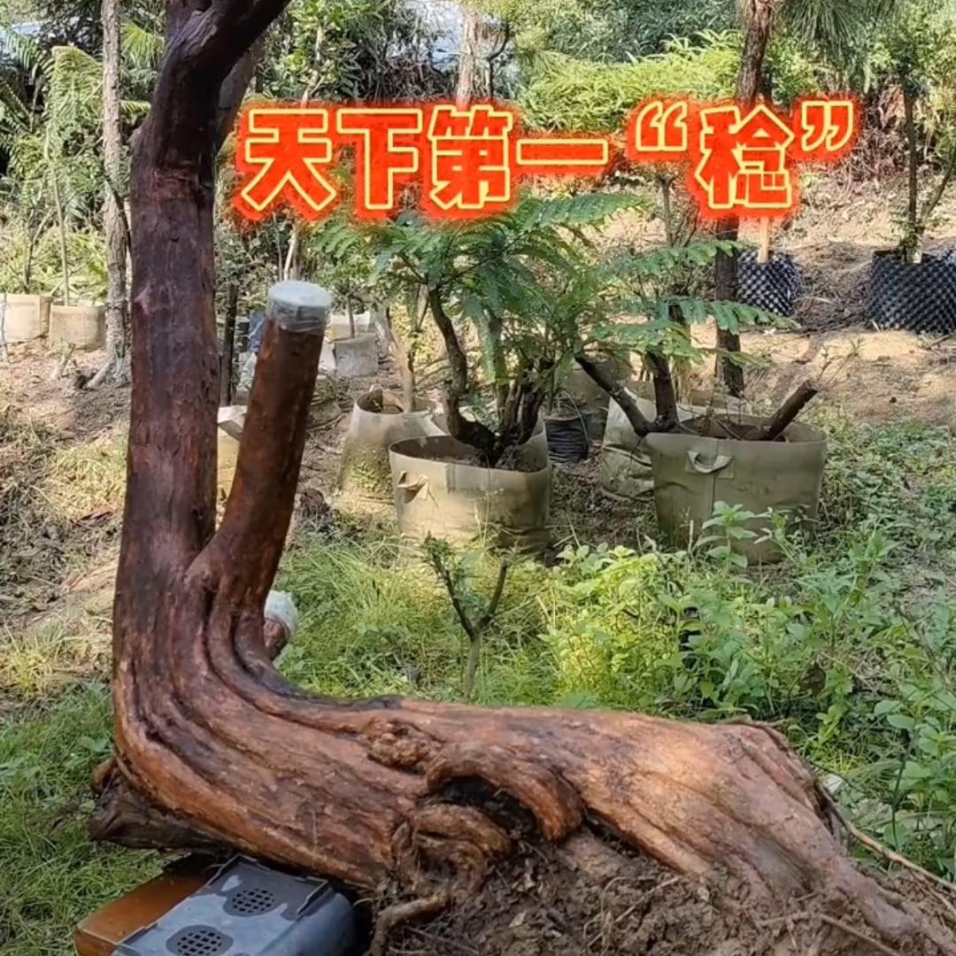 农村结巴哥