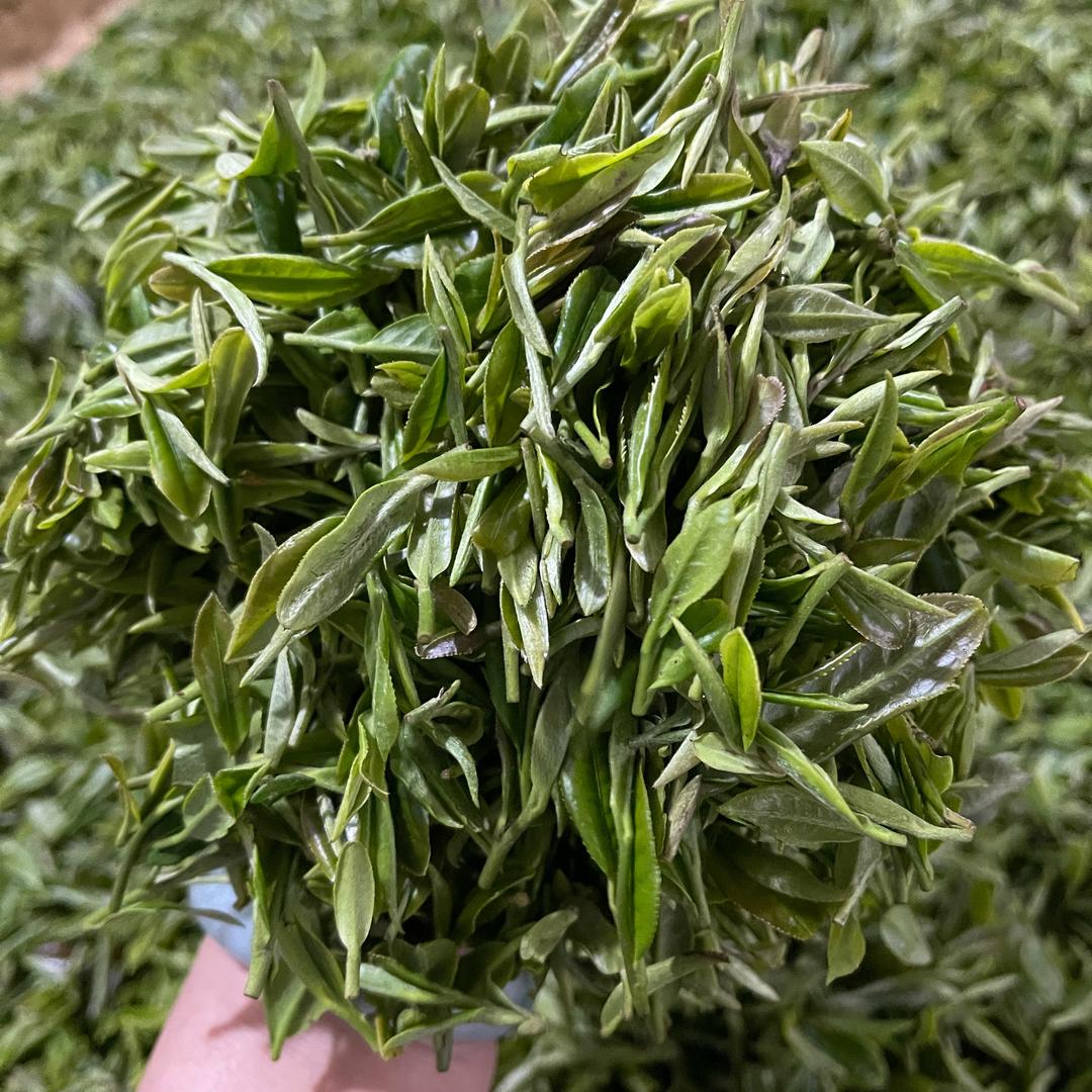 信阳毛尖原产地