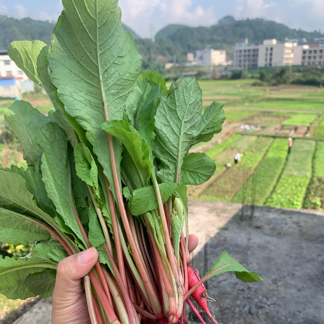 黔云优选（农家自种果蔬）