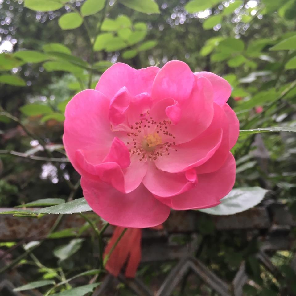 小华