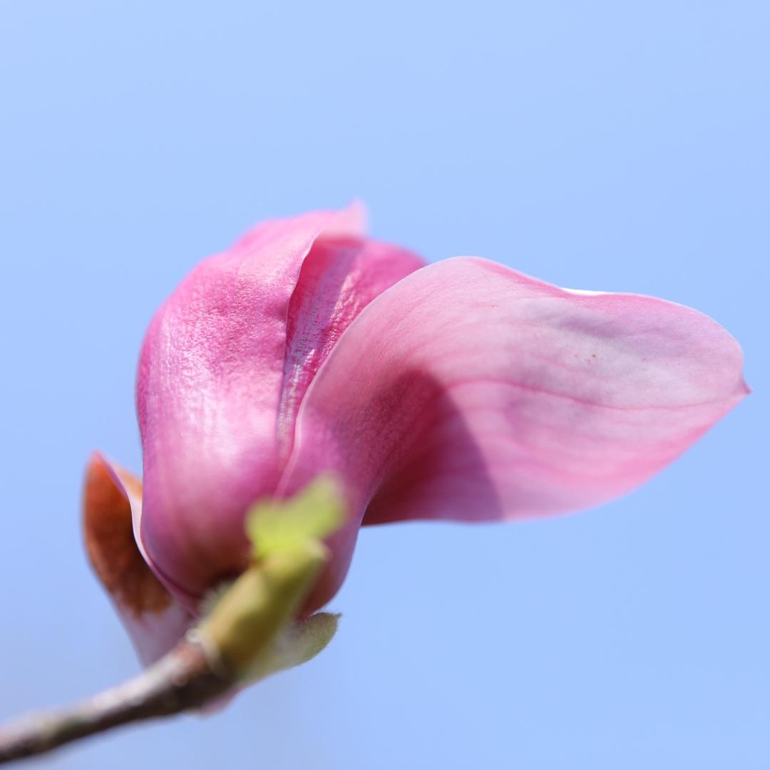 知暖