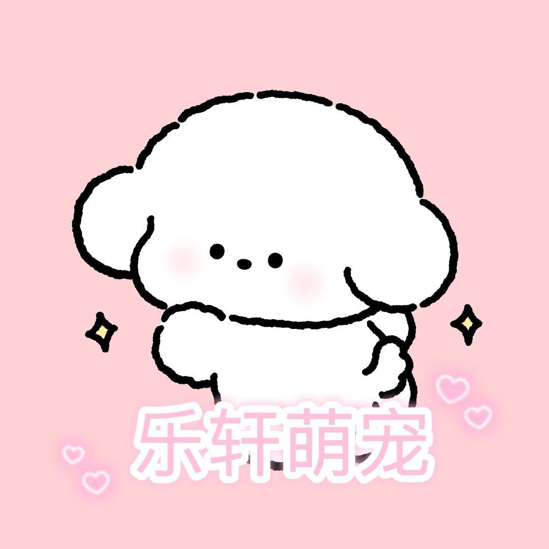 乐轩家的韩系比熊（安安）