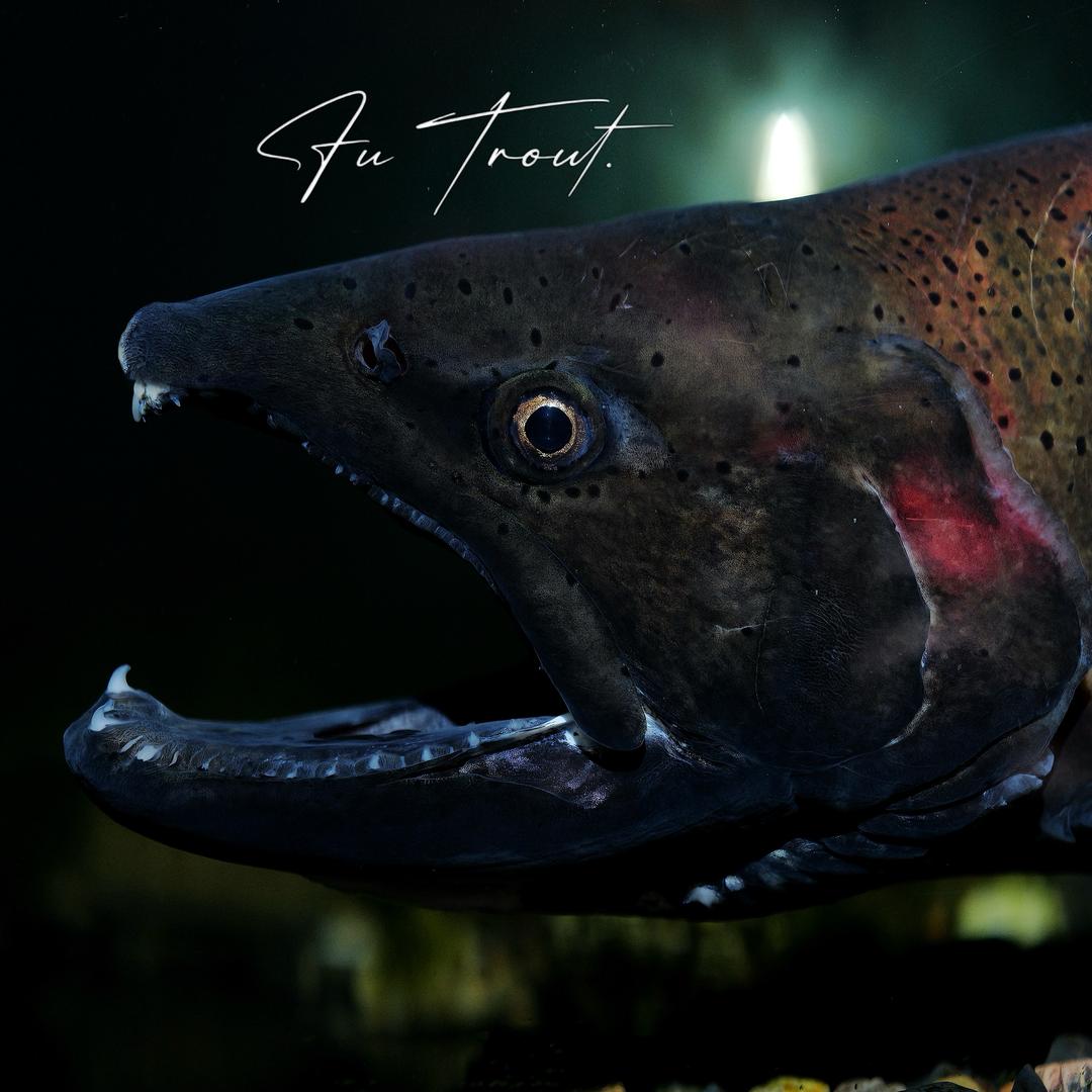 富鲑【鲑鱼收容所】