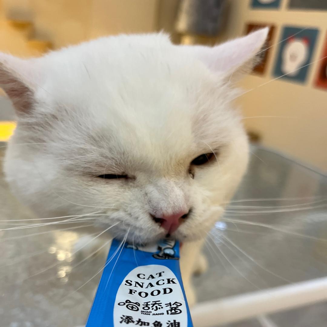 陶瓷猫的回忆