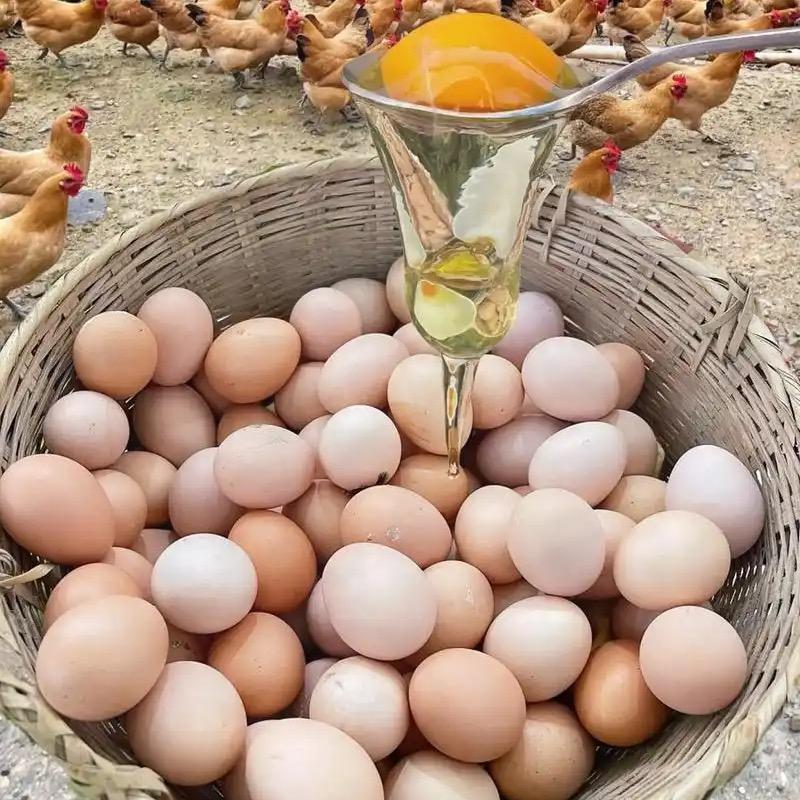 Aaa土鸡蛋批发土鸡养殖李哥