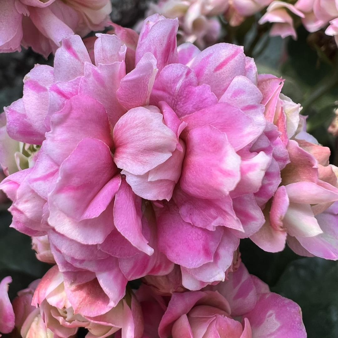 松崮花卉组合店