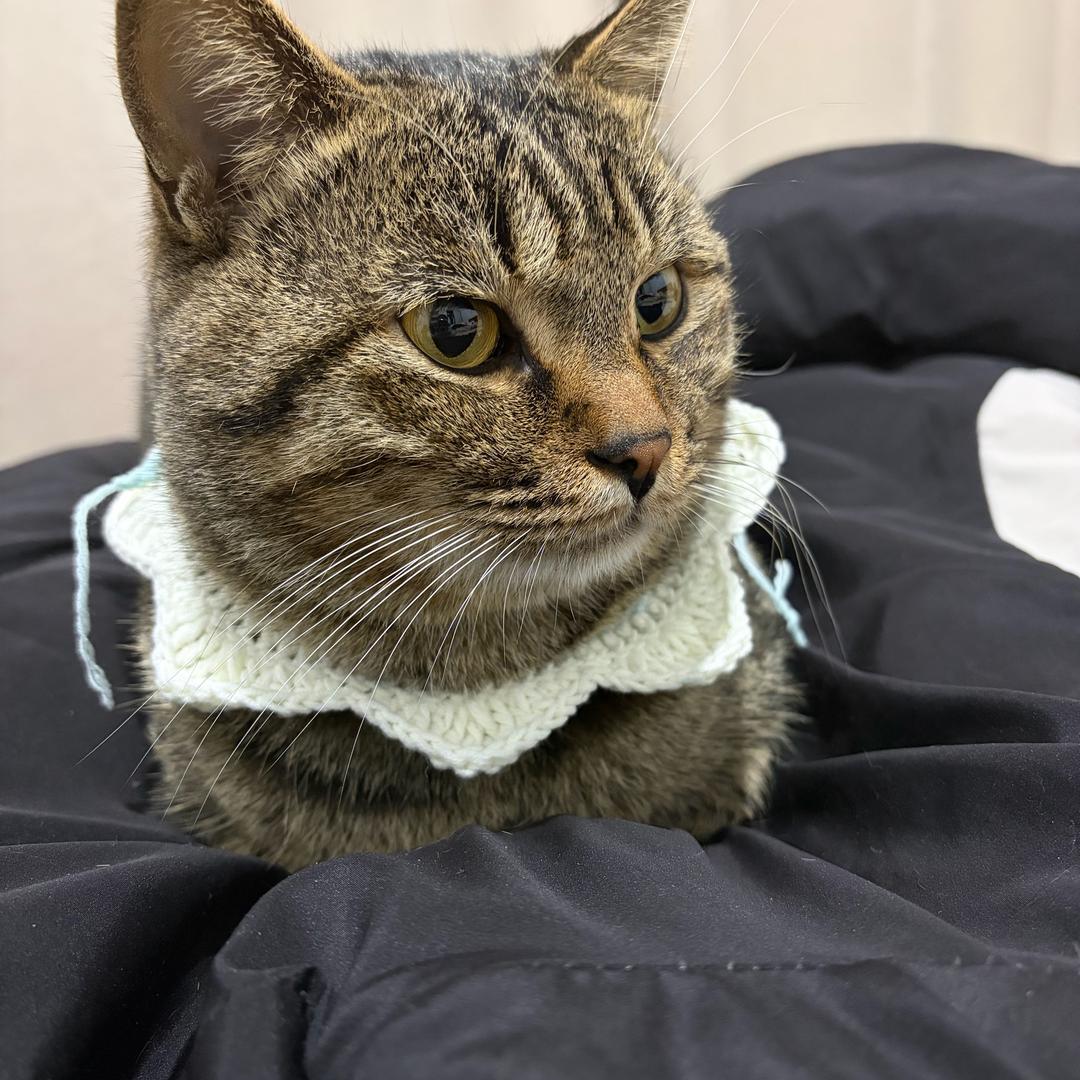 泡饭🐱是只狸花猫