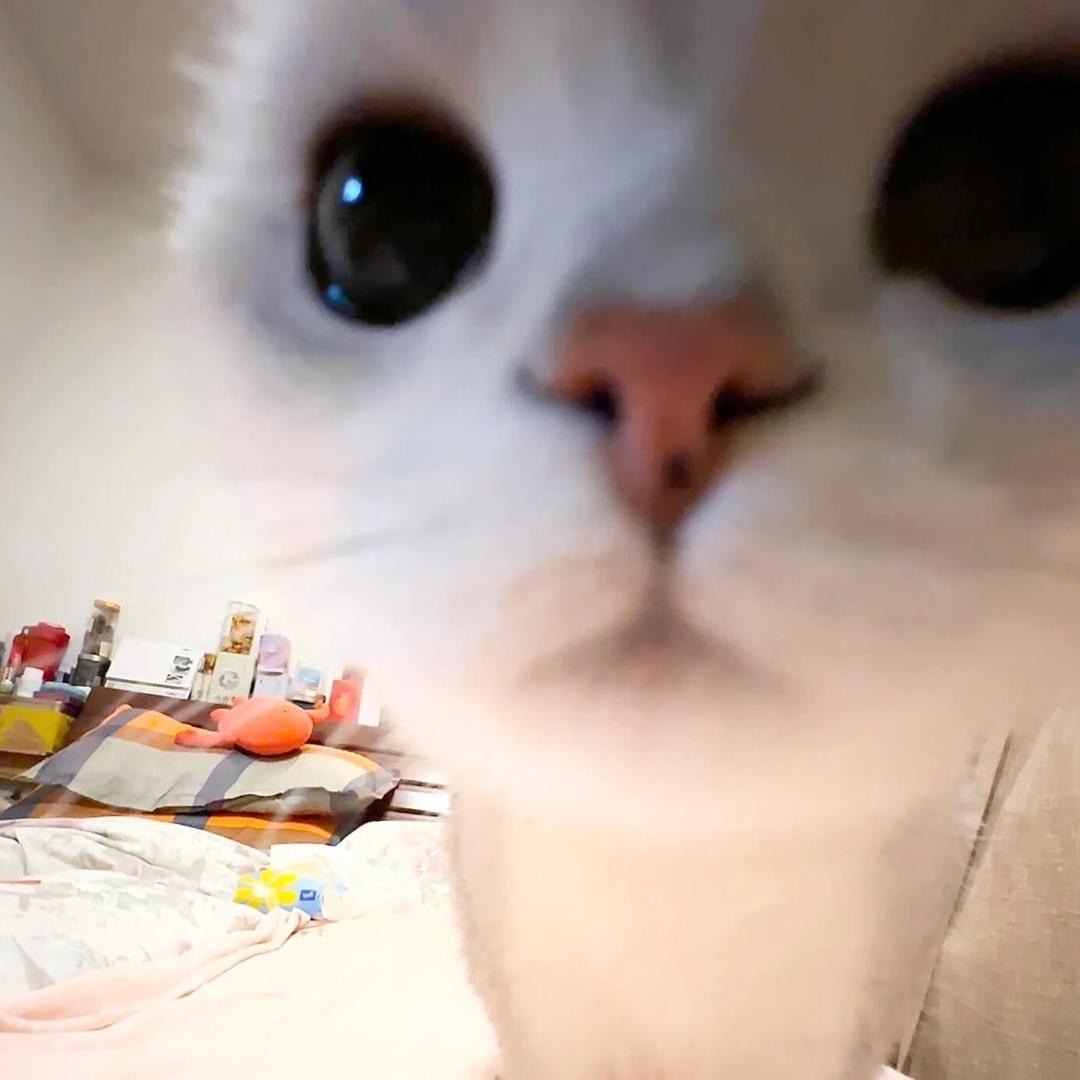 糕糕