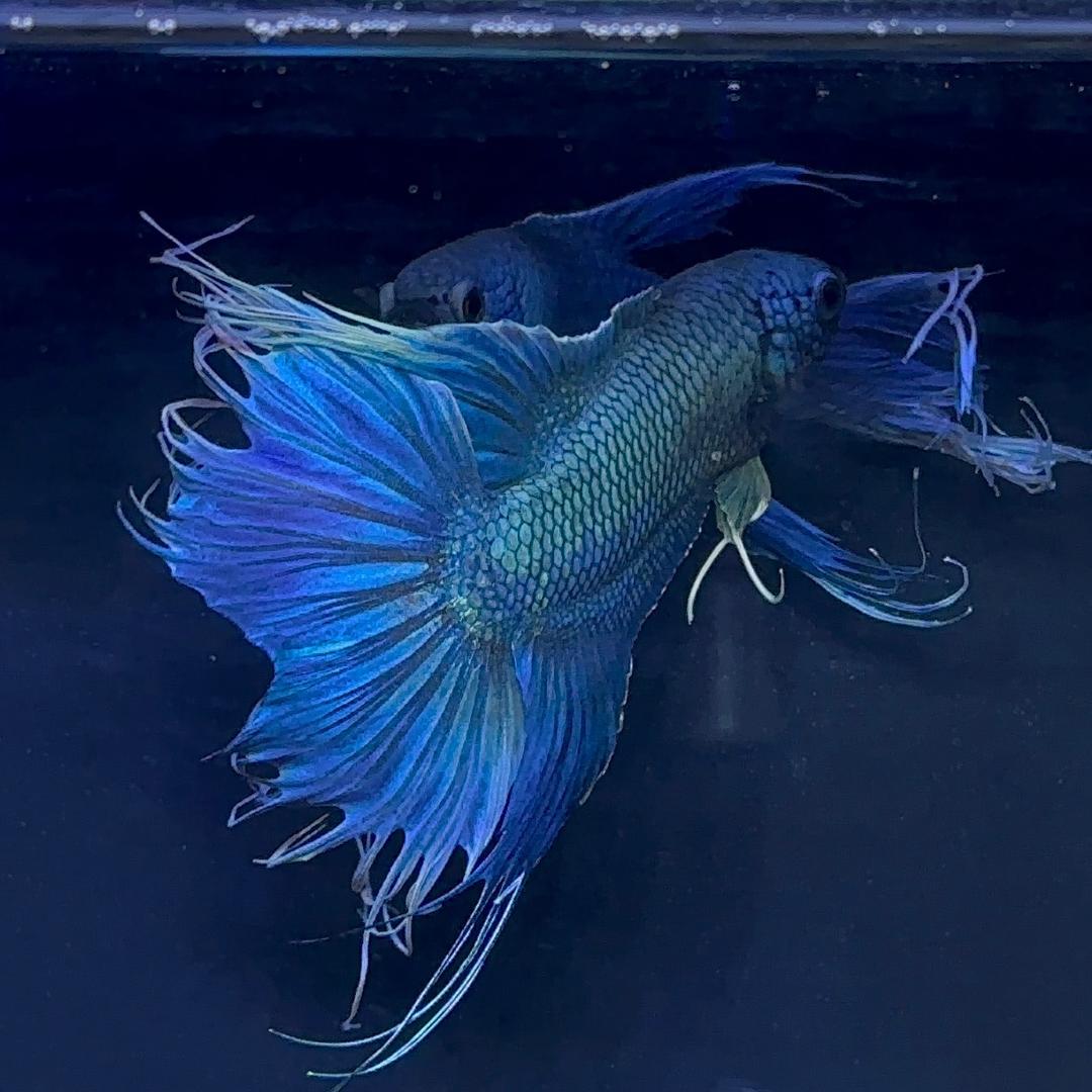 爱养鱼的飞飞