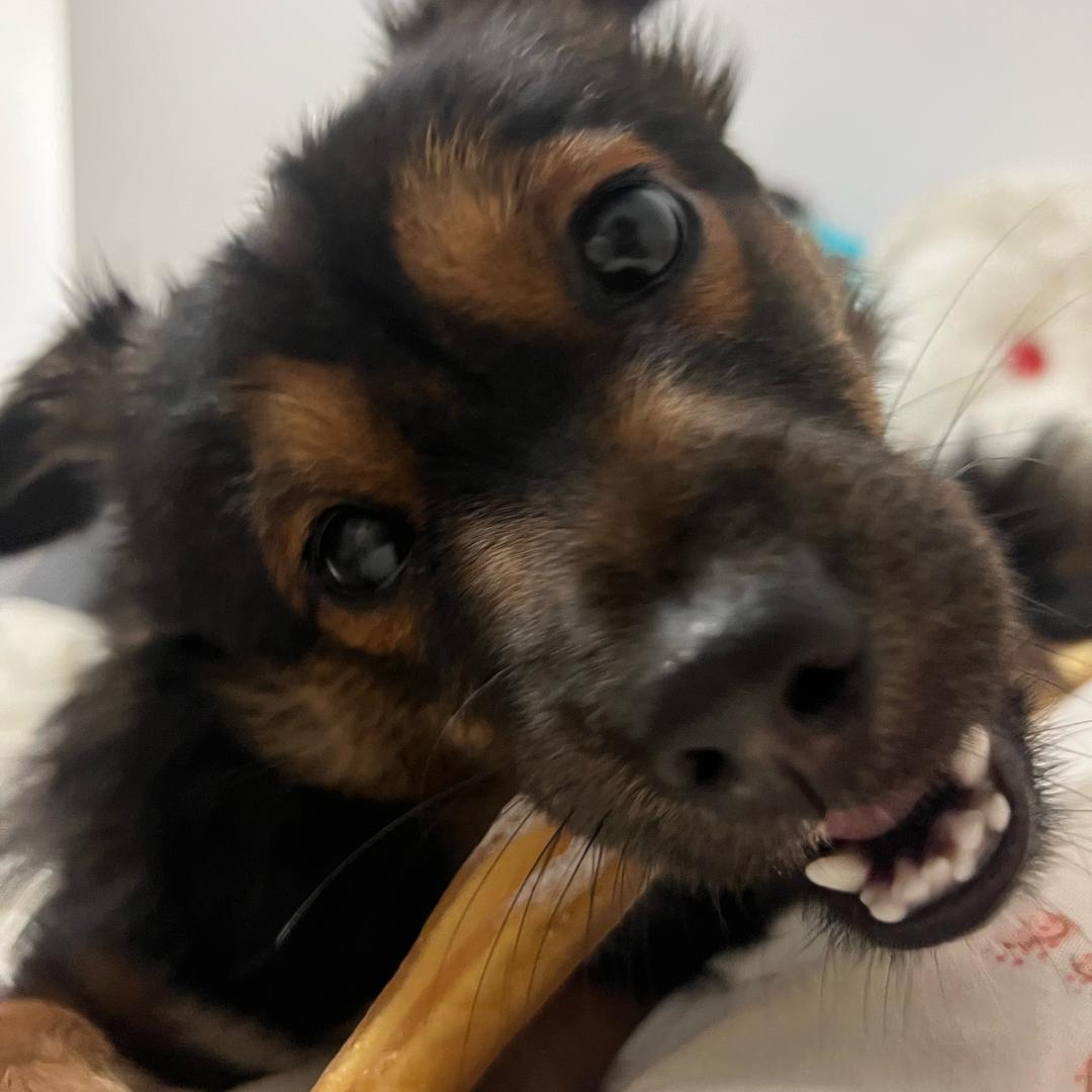 九十九岁高冷绿茶