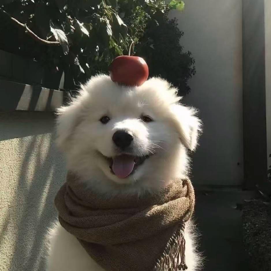 小袁🇨🇳