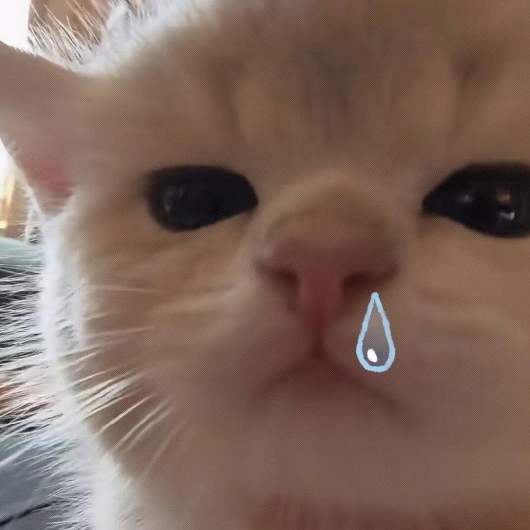 最有种的小猫咪