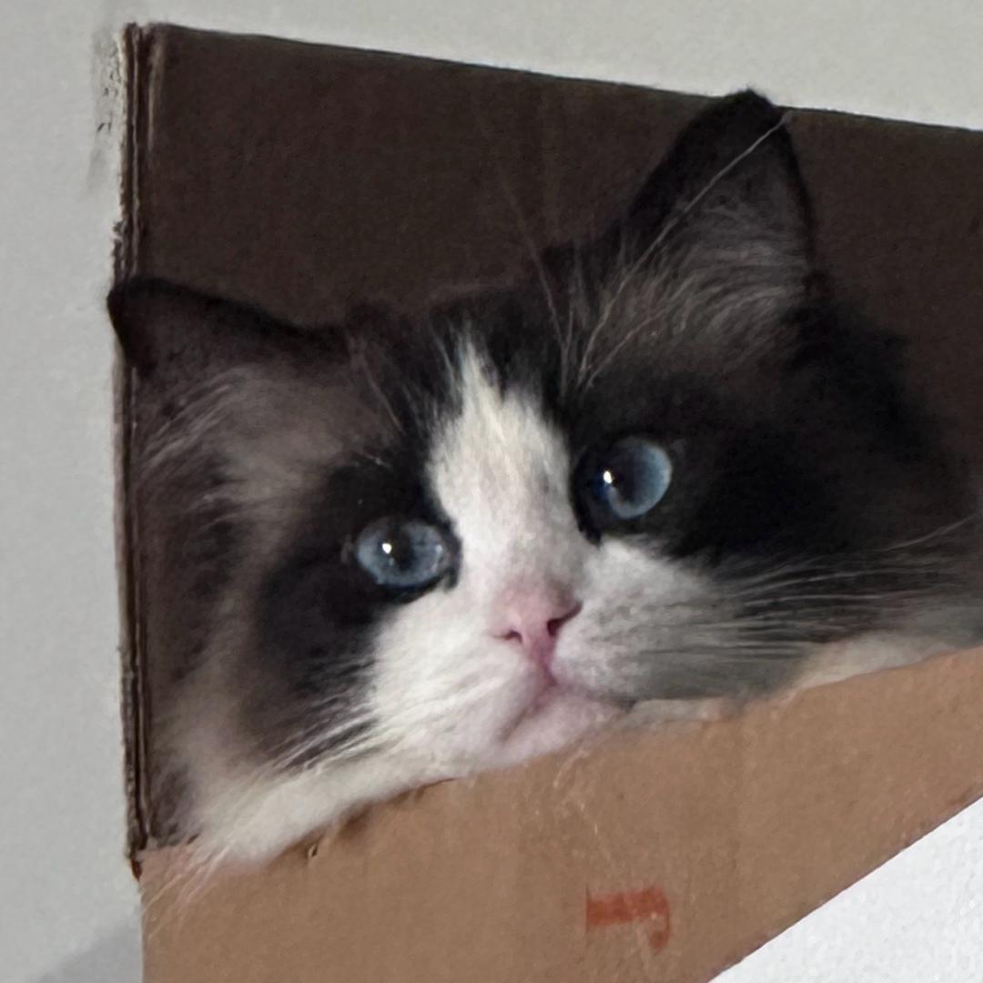 猫猫喵..