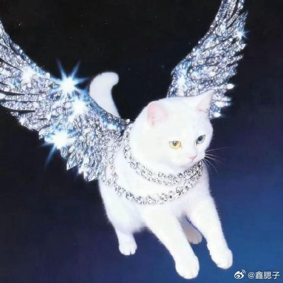 偷衣贼还我灰色背心