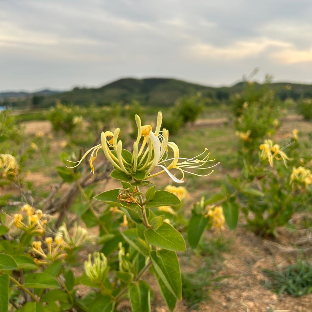 爆炸盐厂家直发