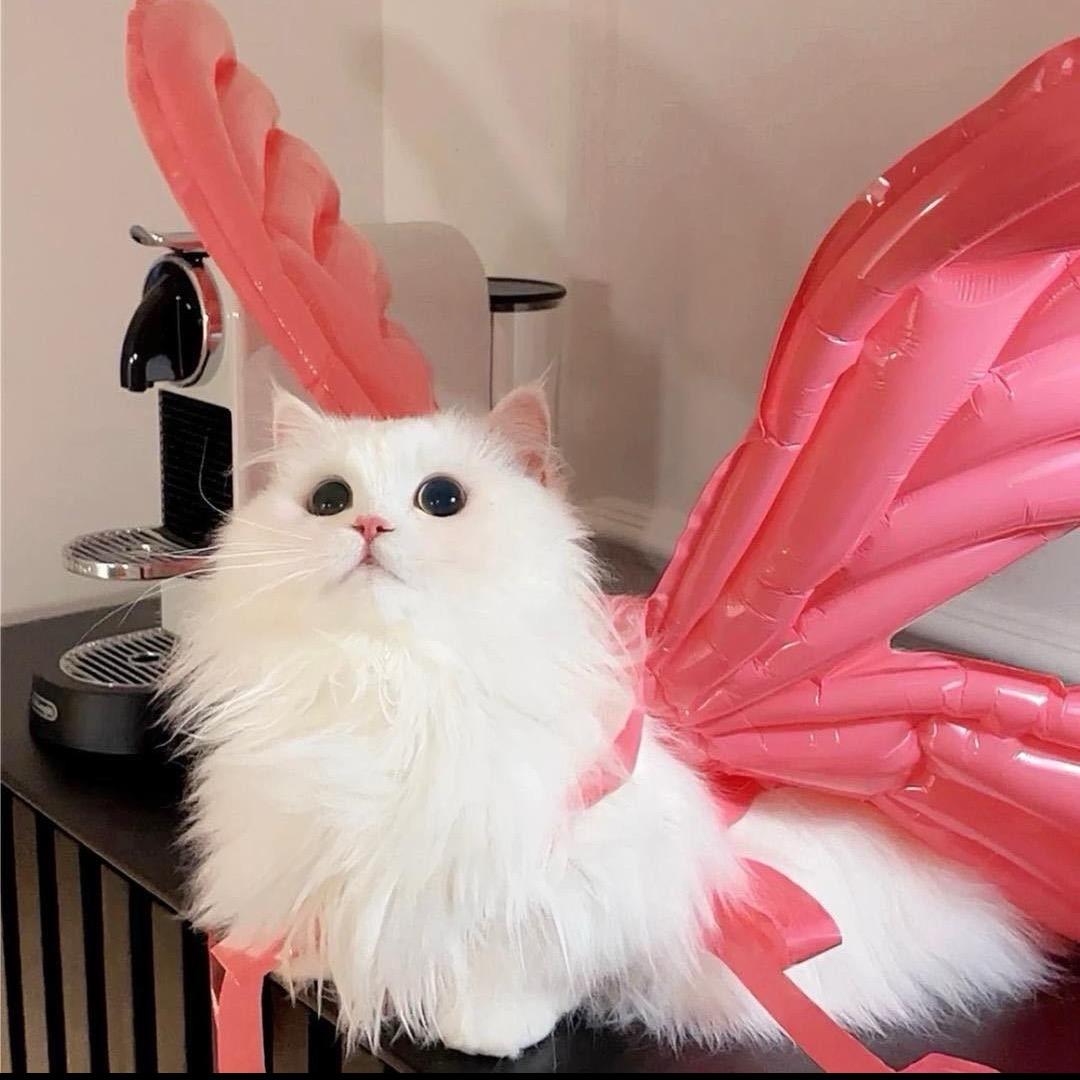 缪小彤_