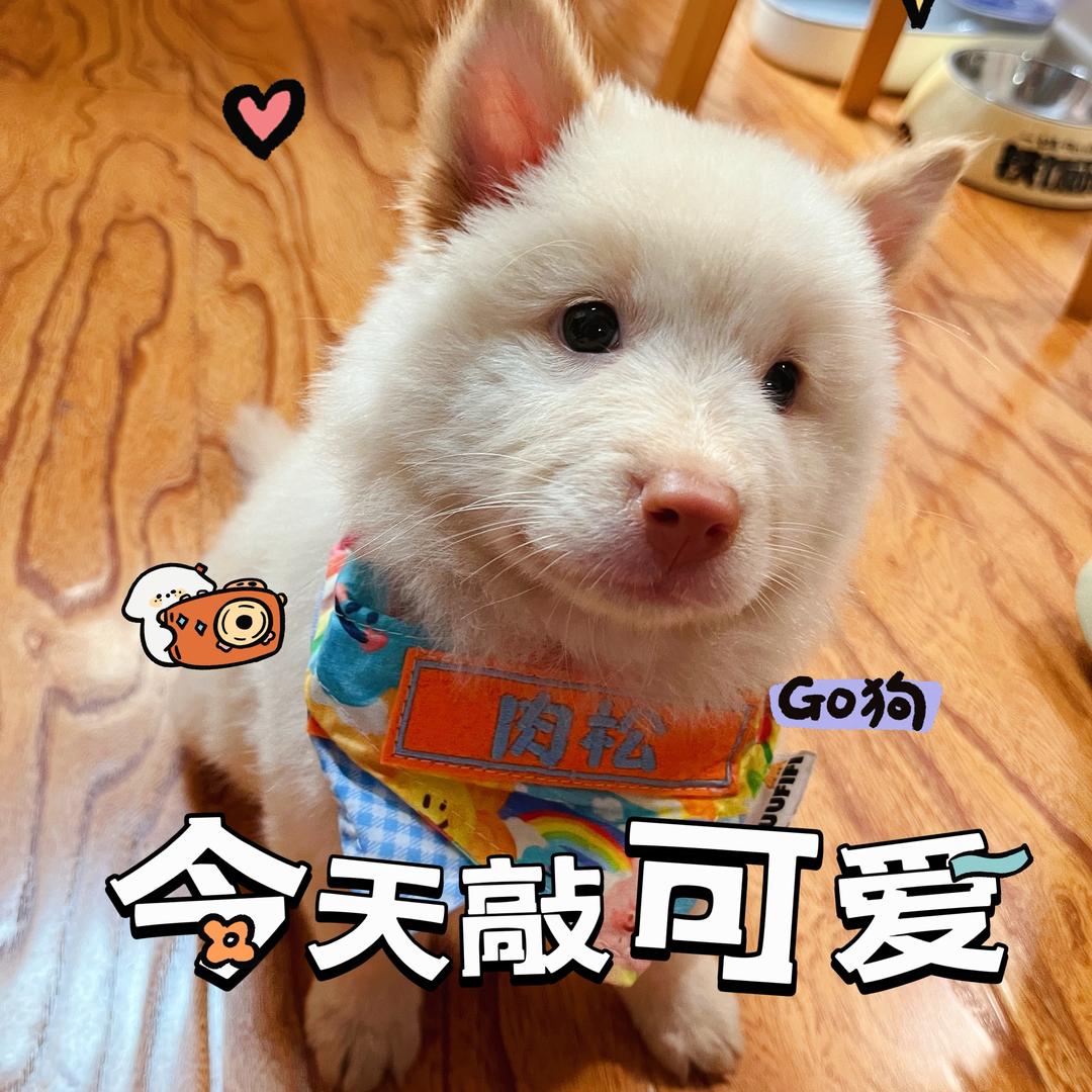 肉松是只小土松