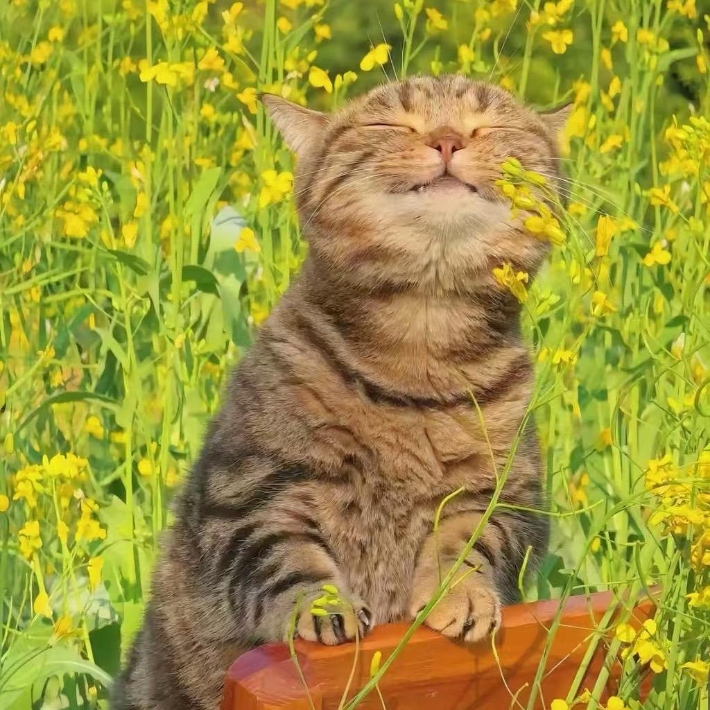 汼汼辣尼🍊