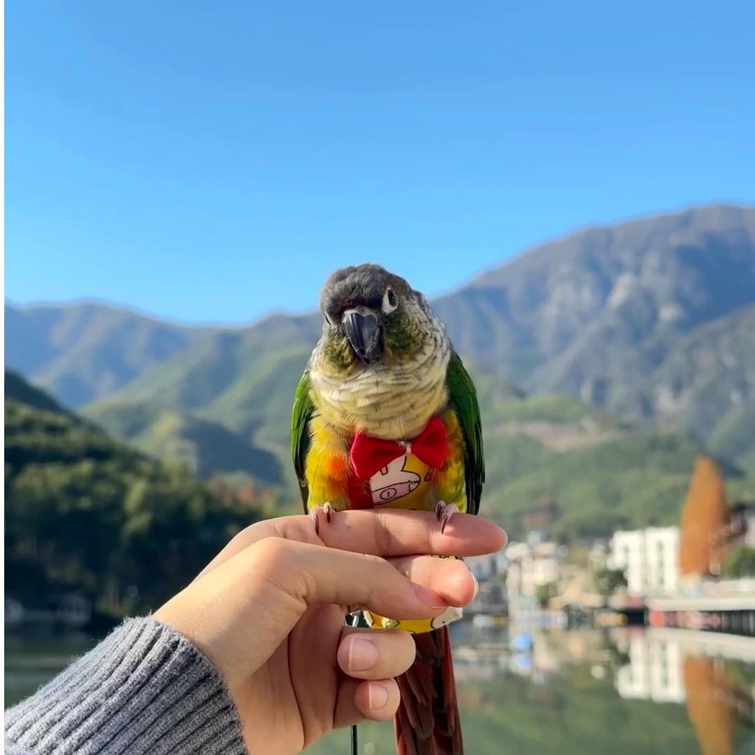 凡赛尔宠物之富贵